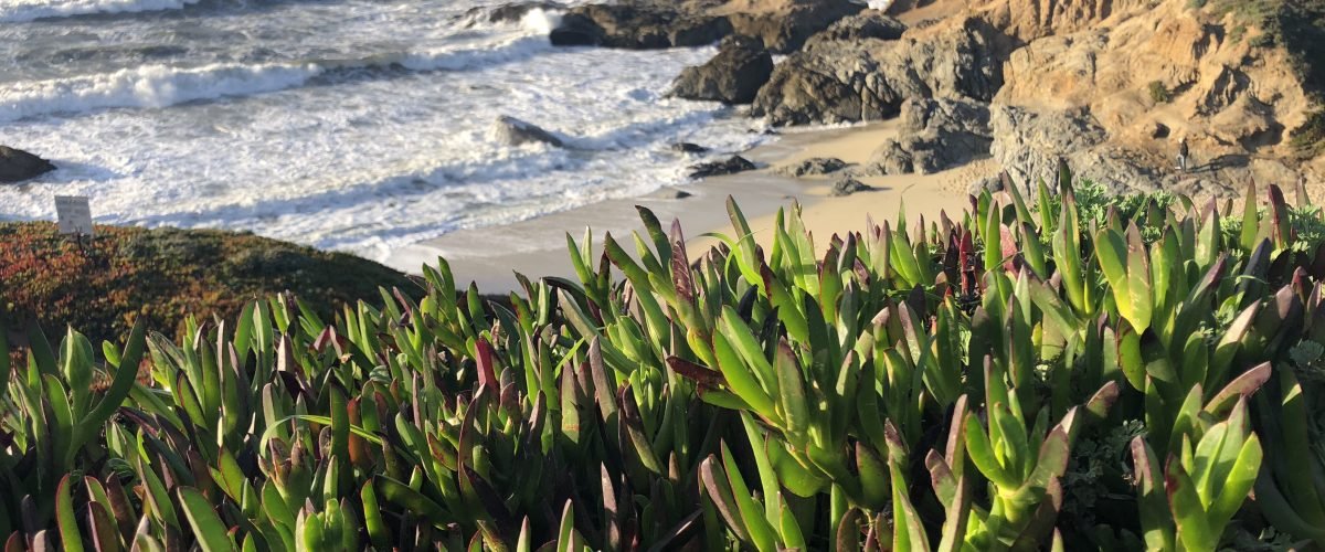 Bodega Bay, California