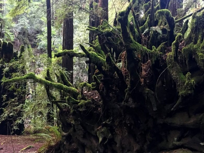 The Magic Of The Forest