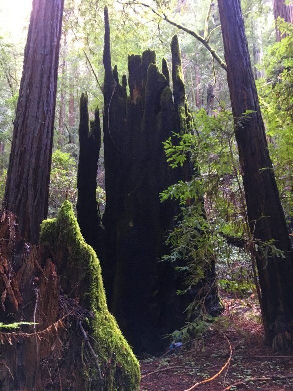 Armstrong Redwoods