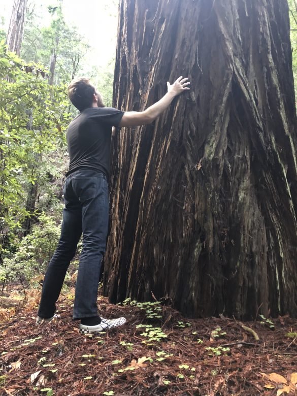 Phoenix In Reverence