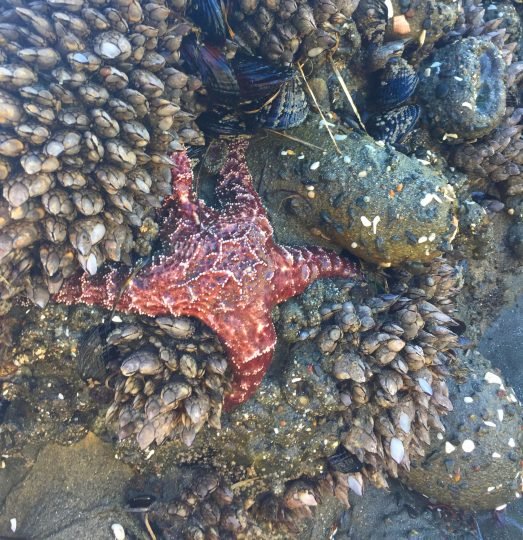 Starfish Habitat