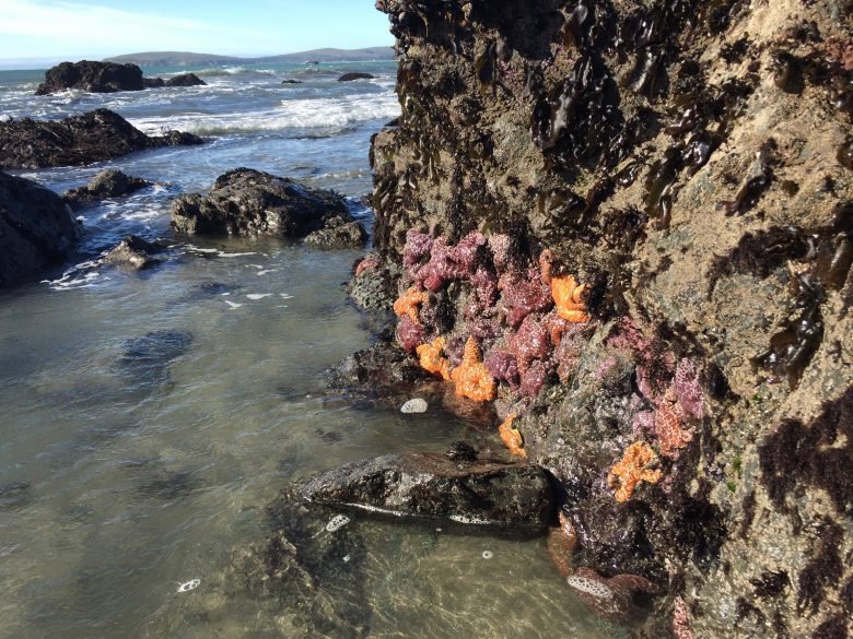 Tide Pools