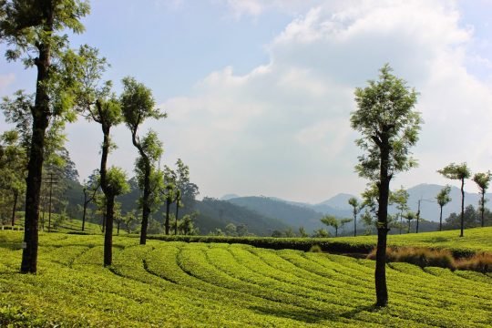 Tea Plantation