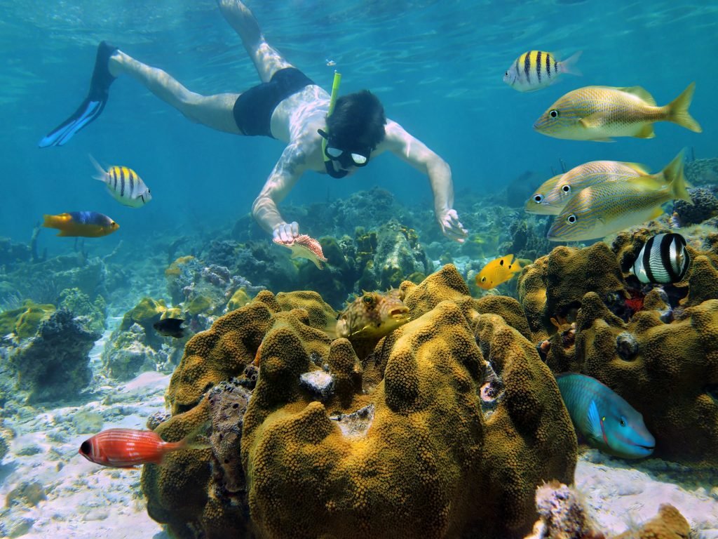 Snorkeler looking at a starfish in a coral reef
