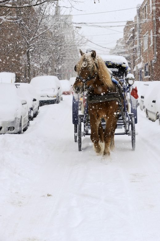 A horse drawn carriage in the streets of Montreal during a snowstorm.