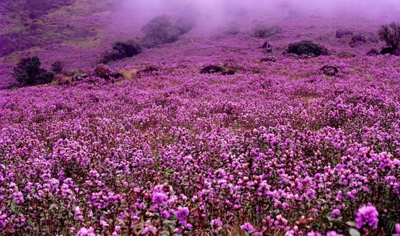 Neelakurinji