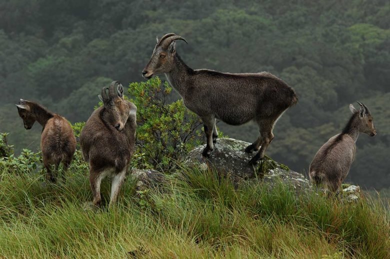 Nilgiri Tahr