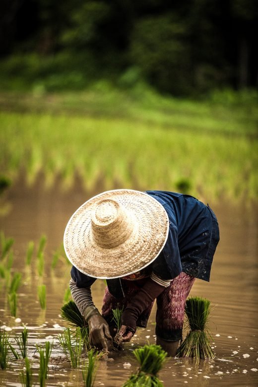 Rice farmer.