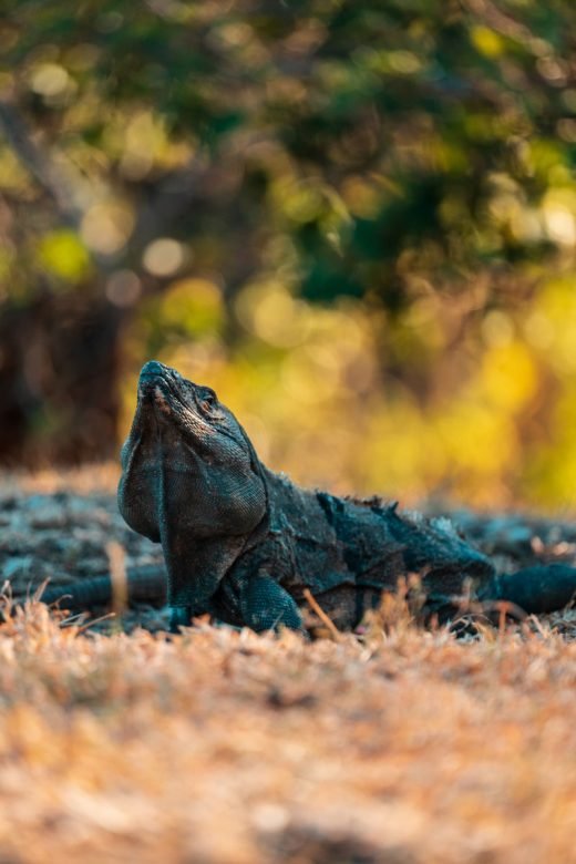 Black Monitor Lizard in Liberia, Costa-Rica