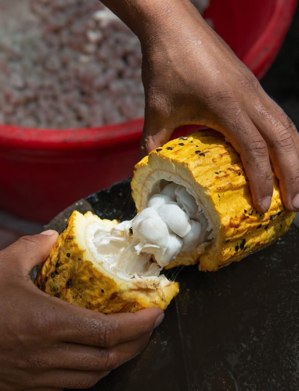 Cacao Pod