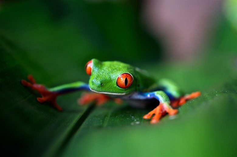 Costa Rican Green Frog