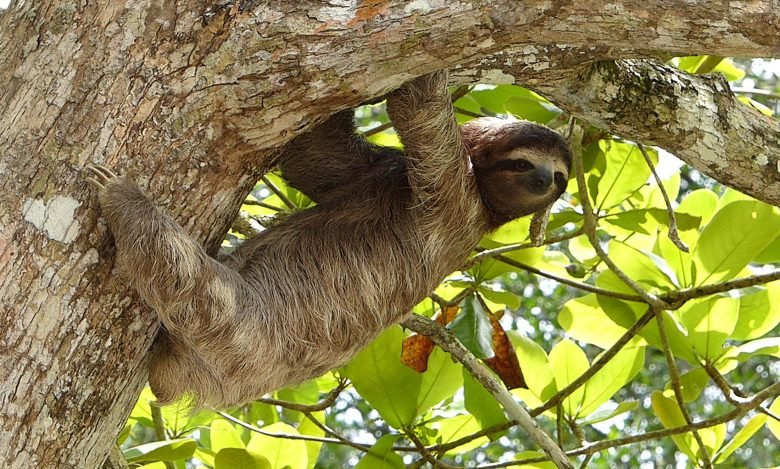 Costa Rican Sloth