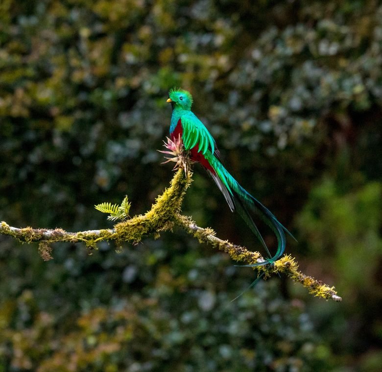 Quetzal In Costa Rica