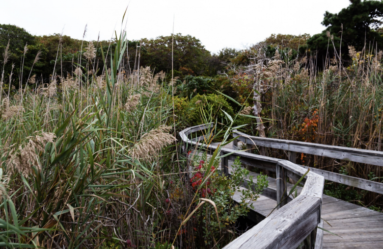 Sunken Forest by Heather Walsh